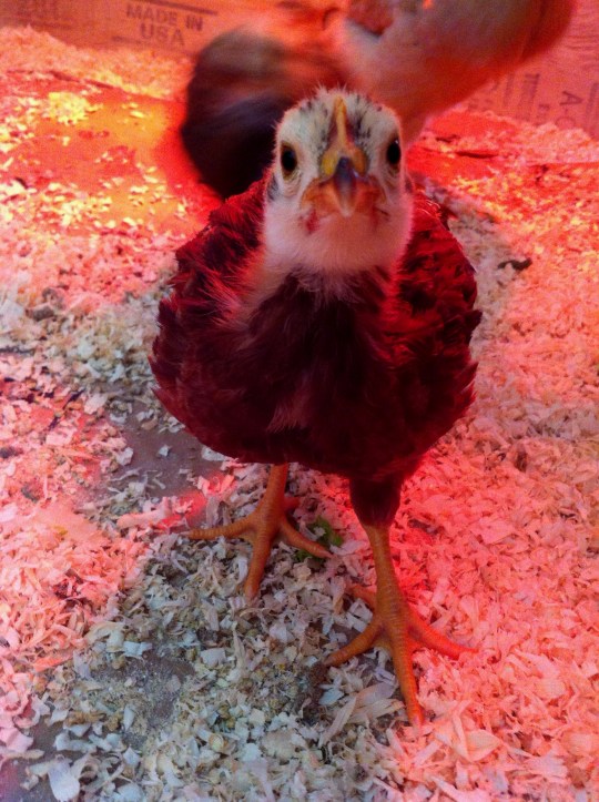 Don Pedro showing off her personality as a young chick.