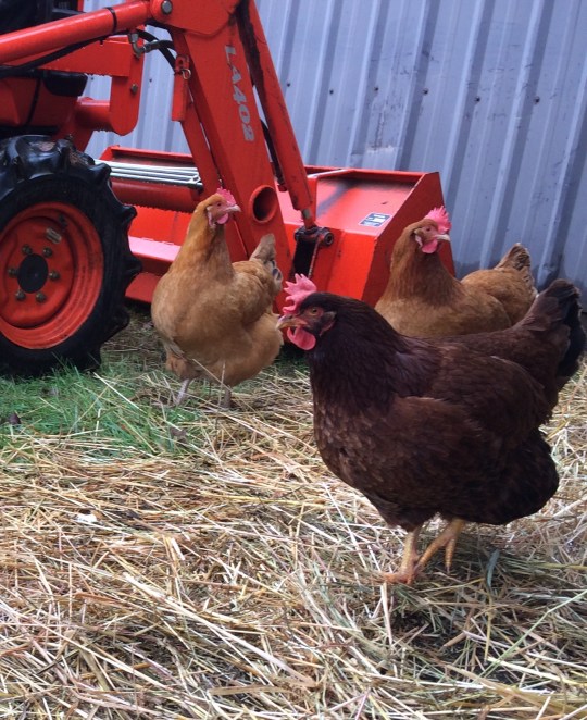 Don Pedro....hen in the foremost of the picture.