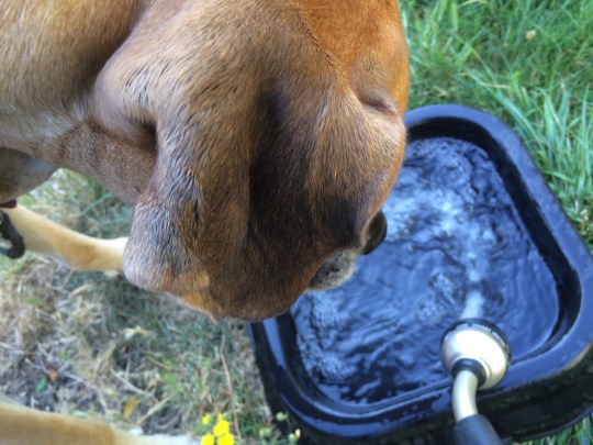 Dogs water dish next to the house....same as the 2 gallon waterer out in pasture.