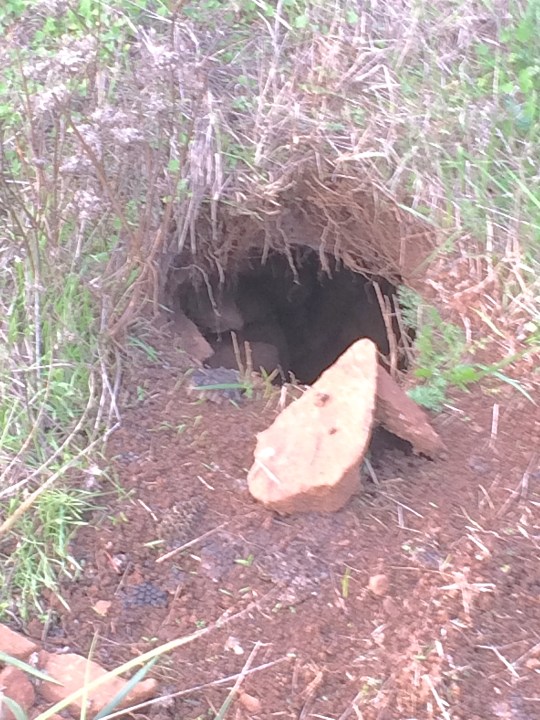 I removed the shading, and then sharpened this photo to try and get the interior of the hole to show.