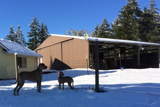 Mama and Pup ... Little Alivia - 3.5 mos old.